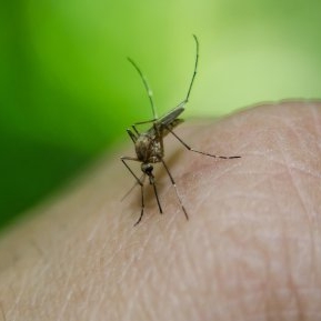 Atenție români! 10% din țânțarii din România sunt purtători ai virusului West Nile 
